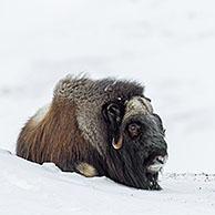 Muskox bull (Ovibos moschatus) portrait of male in snow covered tundra in winter, Dovrefjell–Sunndalsfjella National Park, Norway
